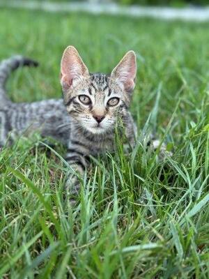 MONTY, Mischling Jungtier - Kater