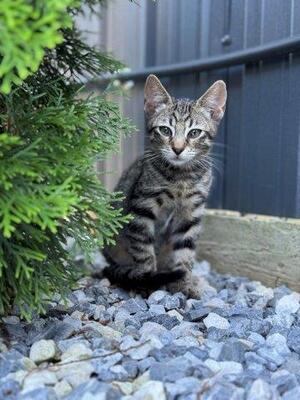 MONTY, Mischling Jungtier - Kater