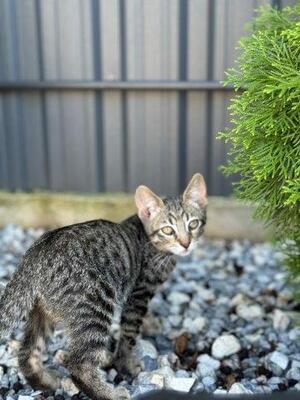 MONTY, Mischling Jungtier - Kater