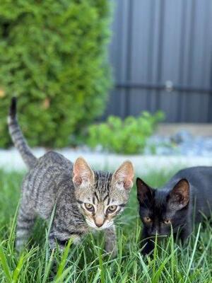 MONTY, Mischling Jungtier - Kater