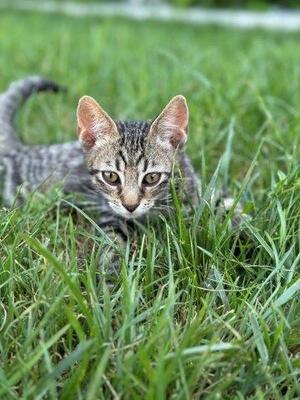 MONTY, Mischling Jungtier - Kater