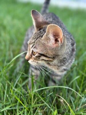 MONTY, Mischling Jungtier - Kater