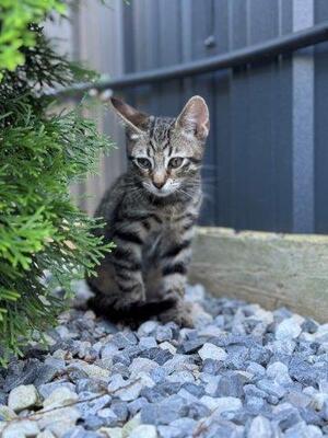 MONTY, Mischling Jungtier - Kater