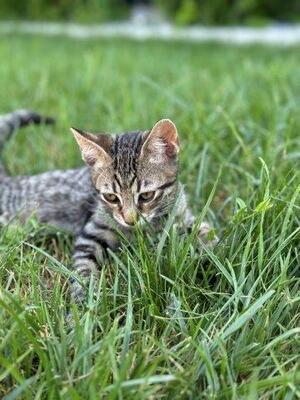 MONTY, Mischling Jungtier - Kater