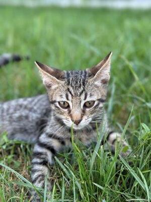 MONTY, Mischling Jungtier - Kater