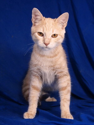 MOZART - R E S E R V I E R T !!!!! menschenorientiert, lebhaft, kuschelt gern, verspielt, interessiert, hundeverträglich, Mischling Jungtier - Kater