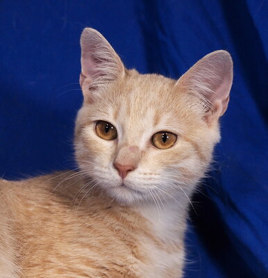 MOZART - R E S E R V I E R T !!!!! menschenorientiert, lebhaft, kuschelt gern, verspielt, interessiert, hundeverträglich, Mischling Jungtier - Kater