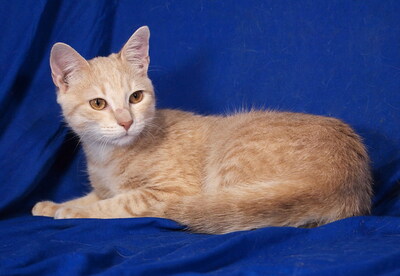 MOZART - R E S E R V I E R T !!!!! menschenorientiert, lebhaft, kuschelt gern, verspielt, interessiert, hundeverträglich, Mischling Jungtier - Kater