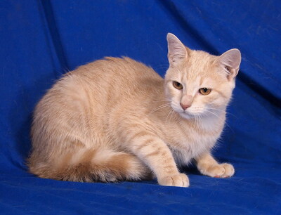 MOZART - menschenorientiert, lebhaft, kuschelt gern, verspielt, interessiert, hundeverträglich, Mischling Jungtier - Kater