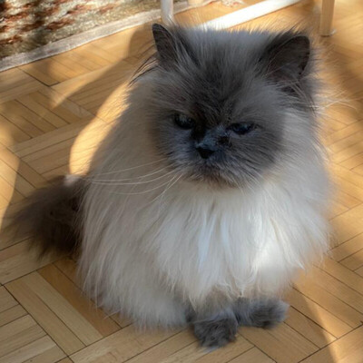 Madame Lilly, Heilige Birma - Katze