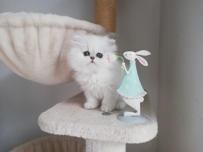 Madeleine, Chinchilla-Perser - Katze