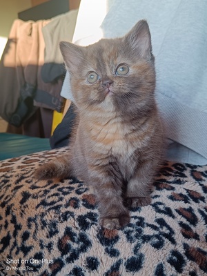MÄDELS, BKH Kitten Jungtier - Katze