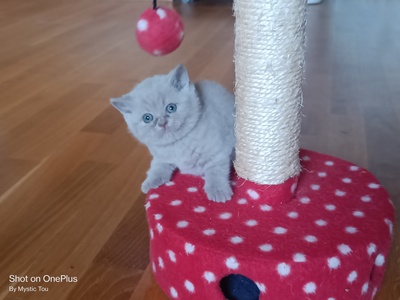 MÄDELS, BKH Kitten Jungtier - Katze