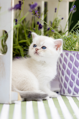 Märchenhafte Bärchen - 7 Schneebällchen suchen..., Britisch kurzhaar BKH Jungtier - Katze 1