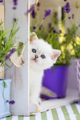 Märchenhafte Bärchen - 7 Schneebällchen suchen..., Britisch kurzhaar BKH Jungtier - Katze