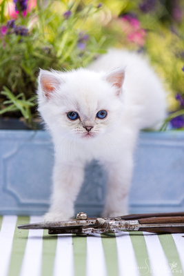 Märchenhafte Bärchen - 7 Schneebällchen suchen..., Britisch kurzhaar BKH Jungtier - Katze