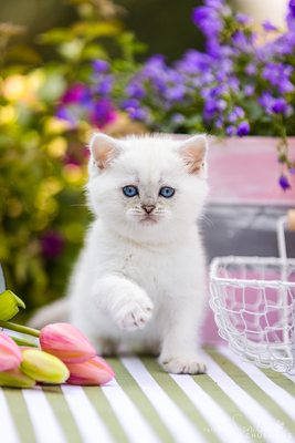 Märchenhafte Bärchen - 7 Schneebällchen suchen..., Britisch kurzhaar BKH Jungtier - Katze