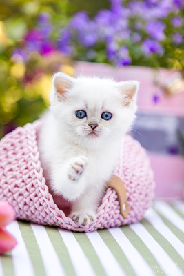 Märchenhafte Bärchen - 7 Schneebällchen suchen..., Britisch kurzhaar BKH Jungtier - Katze