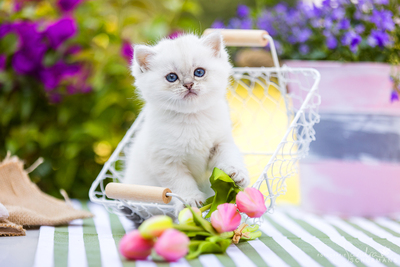 Märchenhafte Bärchen - 7 Schneebällchen suchen..., Britisch kurzhaar BKH Jungtier - Katze