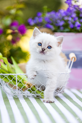 Märchenhafte Bärchen - 7 Schneebällchen suchen..., Britisch kurzhaar BKH Jungtier - Katze