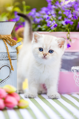 Märchenhafte Bärchen - 7 Schneebällchen suchen..., Britisch kurzhaar BKH Jungtier - Katze