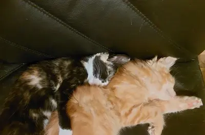....., Main Coon × Europäische Kurzhaar - Katze