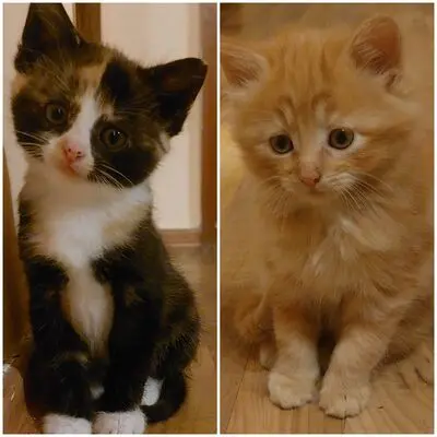 ....., Main Coon × Europäische Kurzhaar - Katze
