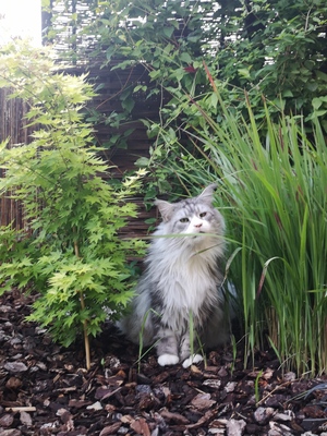 Main Coon - Kater 1