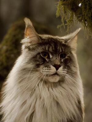 Main Coon - Kater