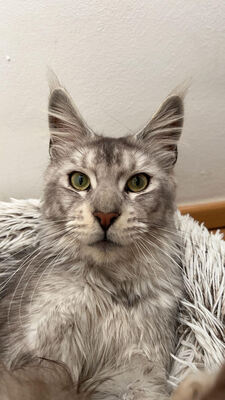 Main Coon-Kater sucht neues zu Hause, Main Coon - Kater 1