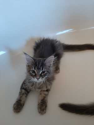 ...., Main coon Jungtier - Katze