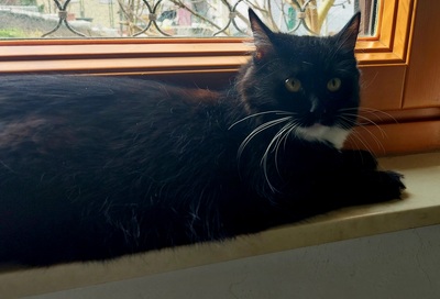 , Maincoon/Hauskatze Jungtier - Katze
