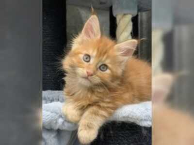 Maine Coon Babys, Maine Coon - Kater 1