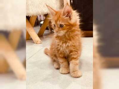 Maine Coon Babys, Maine Coon - Kater