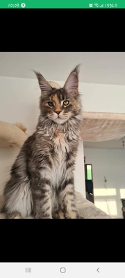 Maine Coon Dame mit Fife Stammbaum, Maine Coon - Katze