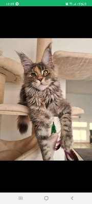 Maine Coon Dame mit Fife Stammbaum, Maine Coon - Katze