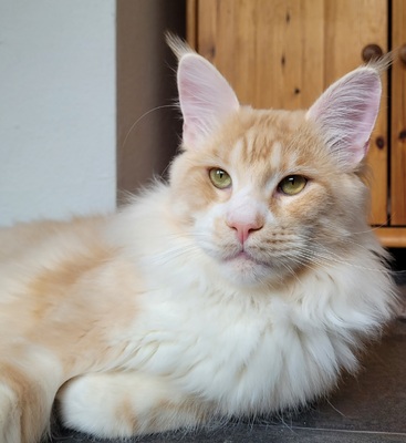 Maine Coon Dreamteam sucht Traumzuhause, Maine Coon - Kater 1