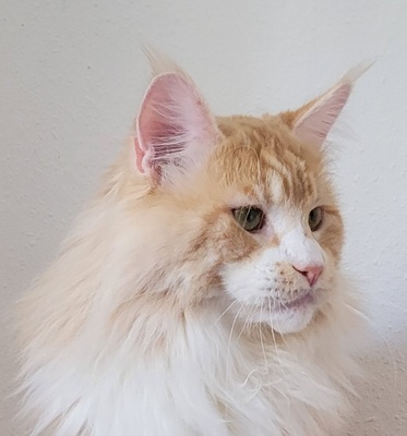 Maine Coon Dreamteam sucht Traumzuhause, Maine Coon - Kater