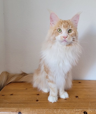 Maine Coon Dreamteam sucht Traumzuhause, Maine Coon - Kater