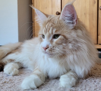 Maine Coon Dreamteam sucht Traumzuhause, Maine Coon - Kater