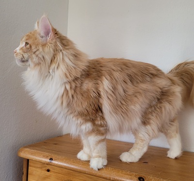 Maine Coon Dreamteam sucht Traumzuhause, Maine Coon - Kater