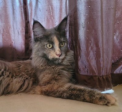 Maine Coon Dreamteam sucht Traumzuhause, Maine Coon - Kater