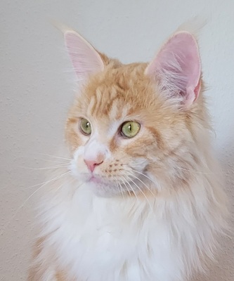 Maine Coon Dreamteam sucht Traumzuhause, Maine Coon - Kater