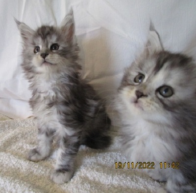 Maine Coon Jungtier - Katze