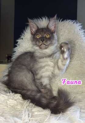 Maine Coon Jungtier - Katze