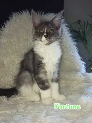 Maine Coon Jungtier - Katze