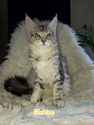 Maine Coon Jungtier - Katze