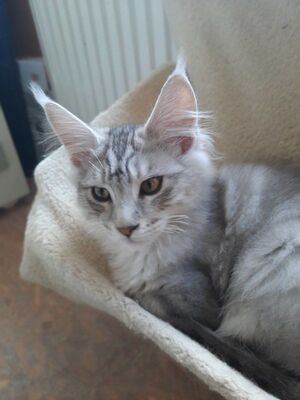 Maine Coon Kätzchen mit Stammbaum, Main Coon - Katze