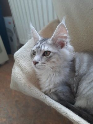 Maine Coon Kätzchen mit Stammbaum, Main Coon - Katze