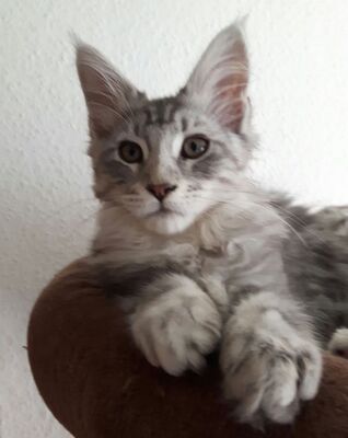 Maine Coon Kätzchen mit Stammbaum, Main Coon - Katze